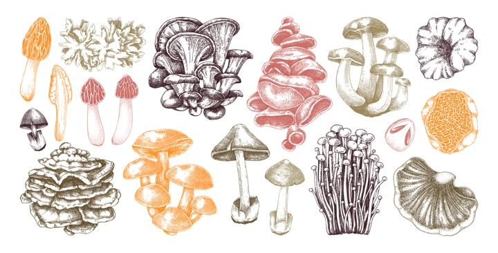 Hand-drawn mushrooms in color. Edible fungus sketches. Fungal protein, mycoprotein source, plant-based food, vegetarian product. Vector illustrations for packaging, menu, banner